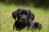 CANE CORSO 932